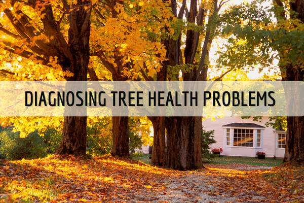 Diagnosing Tree Health Problems Tomahawk Tree Service