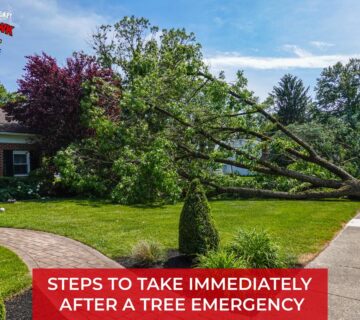 Steps to take immediately after a Tomahawk tree emergency.